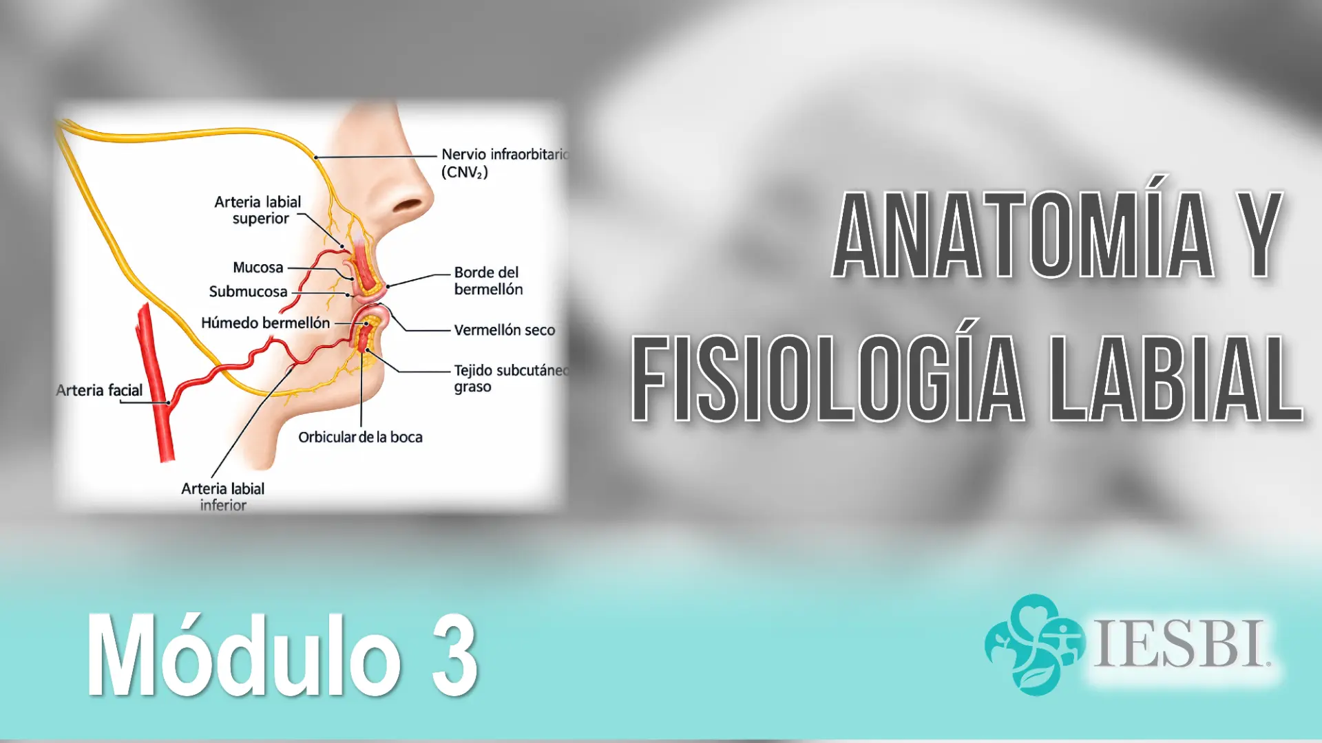 Anatomía y Fisiología Labial